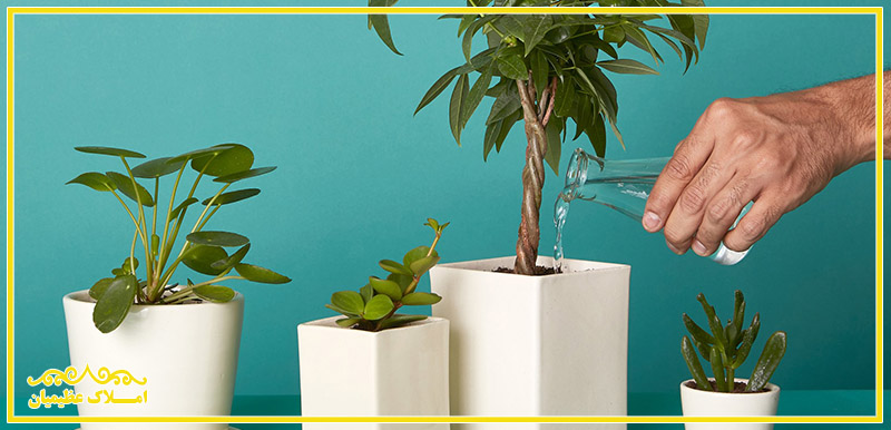 How to use our apartment flowers?